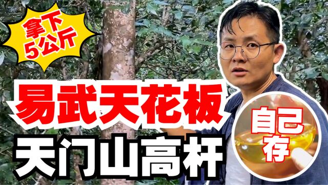 价格比薄荷塘还高?易武天花板!老高拿下5公斤天门山高杆自己存