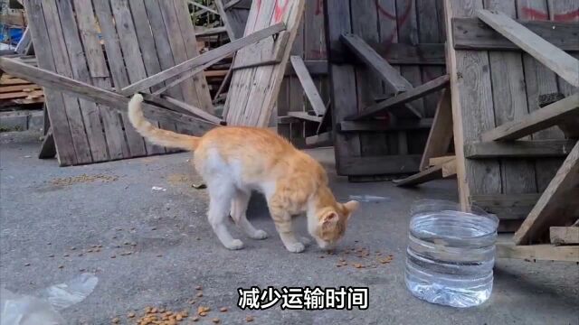 为宠物猫托运做好准备,让橘猫安心度过旅途