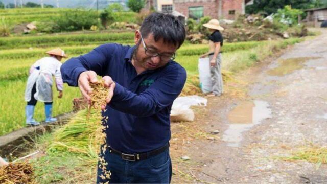 多年生稻和水稻,有什么不一样的地方?