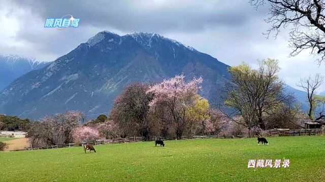 秘境桃花盛开,雪山古树美景