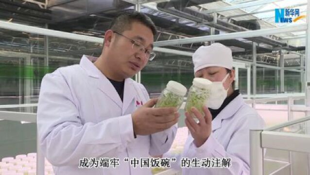 聚焦高质量发展|内蒙古马铃薯小镇里的“中国芯”