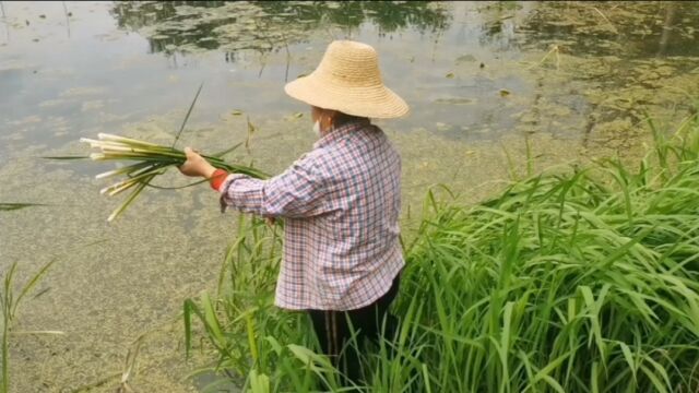 湖北农村河里藁菜泛滥,城里能卖7元一斤,炒腊肉很香,你吃过吗?