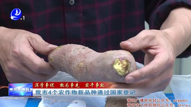 我市4个农作物新品种通过国家登记