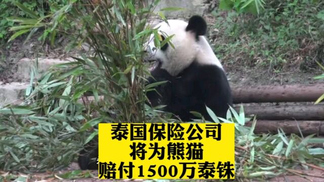 泰国保险公司将为熊猫赔付1500万泰铢