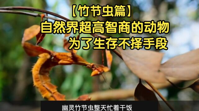 自然界超高智商的动物,为了生存不择手段【竹节虫篇】