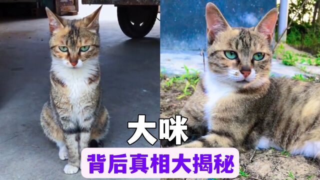 网红猫大咪,凭借聪明懂事走向猫生巅峰,成为500万人的梦中情猫