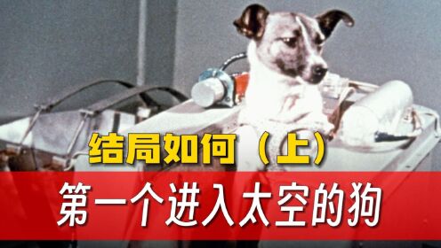 第一个进入太空的狗01集：第一个进入太空的狗，最终结局如何？死亡真相被隐瞒45年！