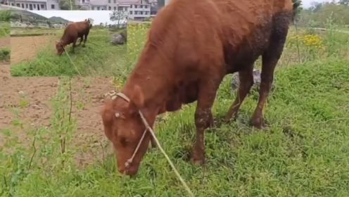 牛在吃草可爱的牛