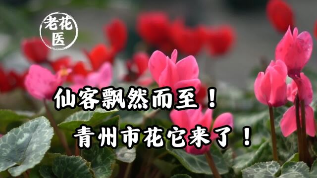 仙客飘然而至!青州市花它来了!