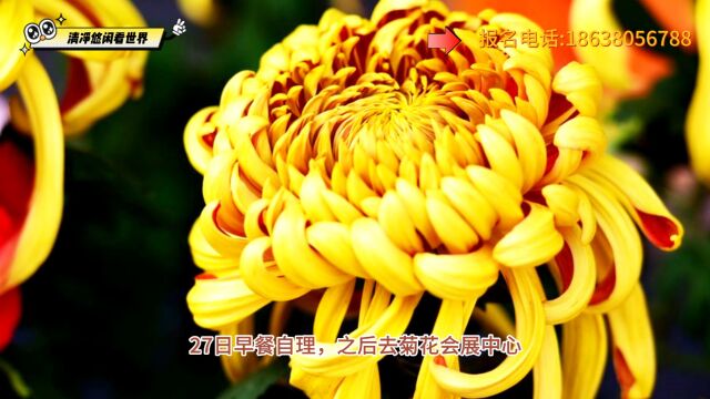 快来和我一起去开封看菊花展