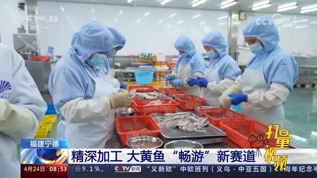 福建宁德:精深加工,大黄鱼“畅游”新赛道