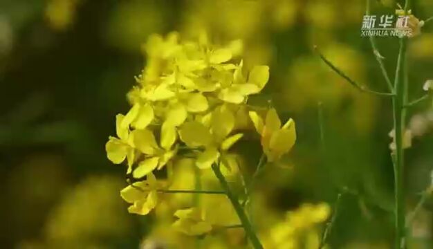 任丘油菜花