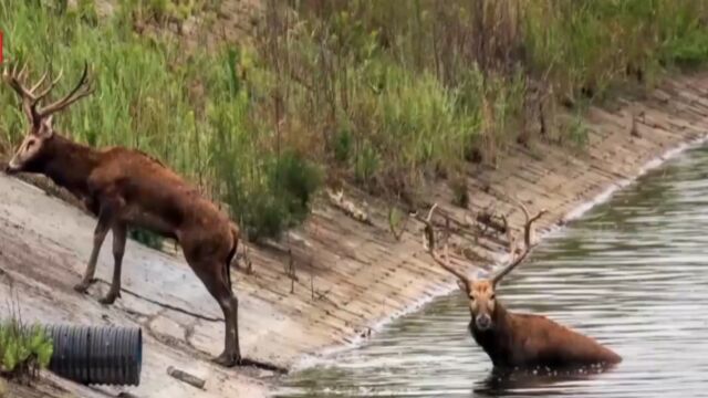 麋鹿群“现身”沿海湿地,和谐美景暖人心