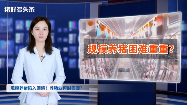 卖猪场、减产能、降薪…规模猪场陷入困境!养猪业何时回暖?