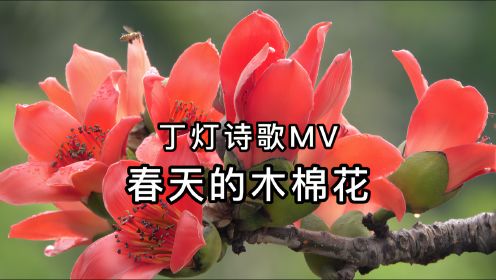 丁灯诗歌MV新专辑《春》No.10——春天的木棉花