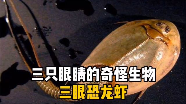 长着三只眼睛的远古生物三眼恐龙虾,你见过吗?