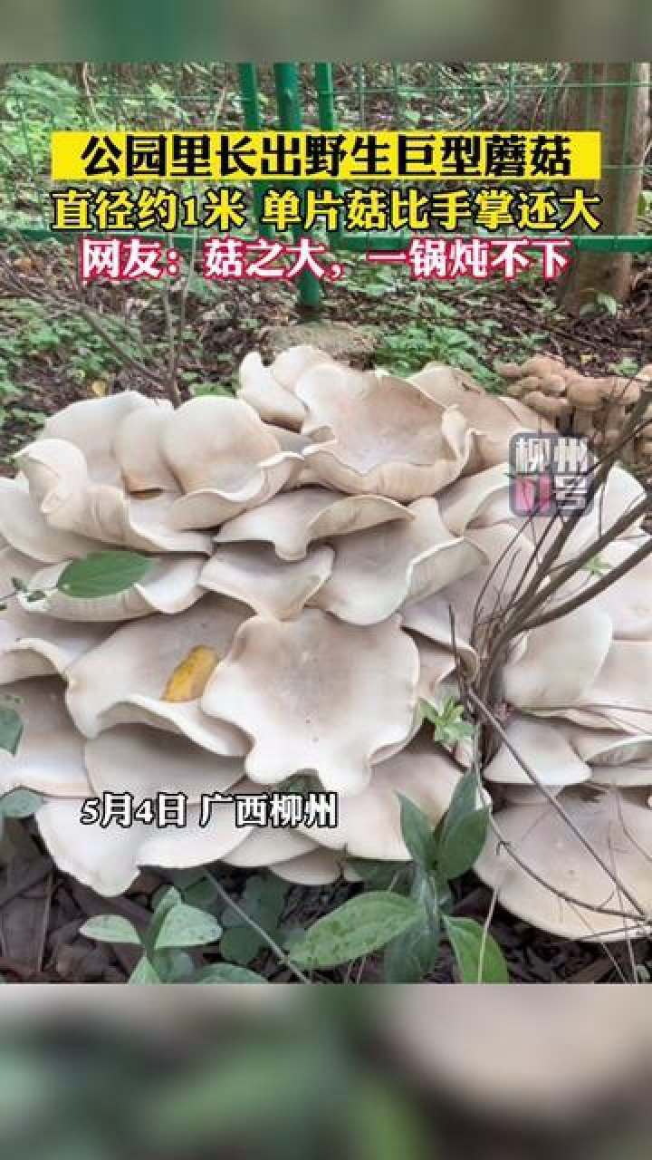 公园里长出野生巨型蘑菇,单片菇比手掌还大!
