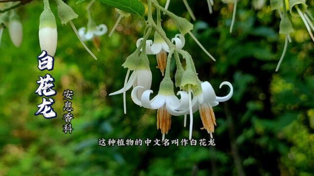 白花龙,你见过这种植物吗?它的用处多