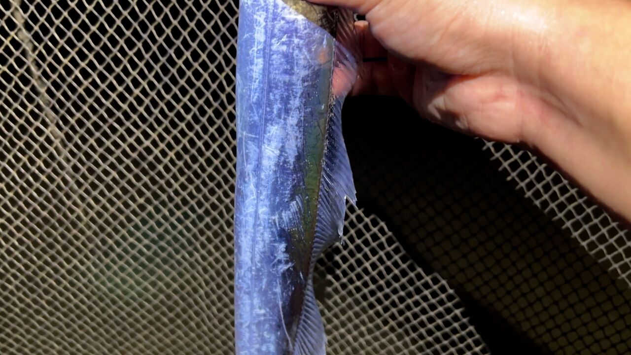 小斗赶海抓到活带鱼,可高兴坏了,连大虾都不要了