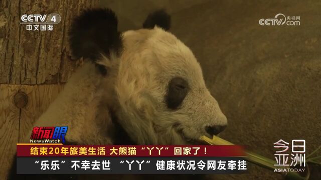 结束20年旅美生活 大熊猫“丫丫”回家了!