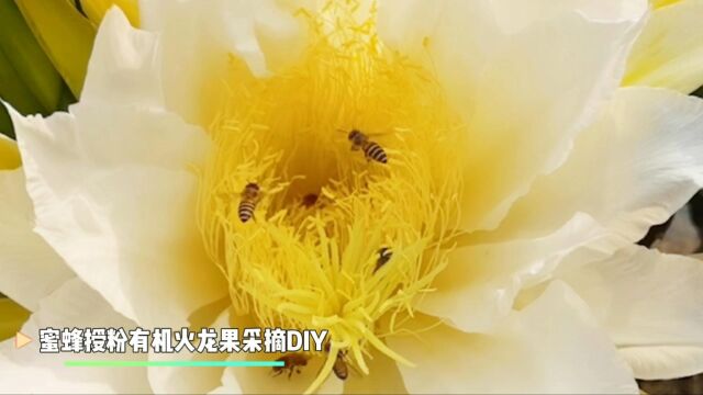 优之蜜源|第五届开蜜节|蜜蜂授粉有机火龙果采摘DIY