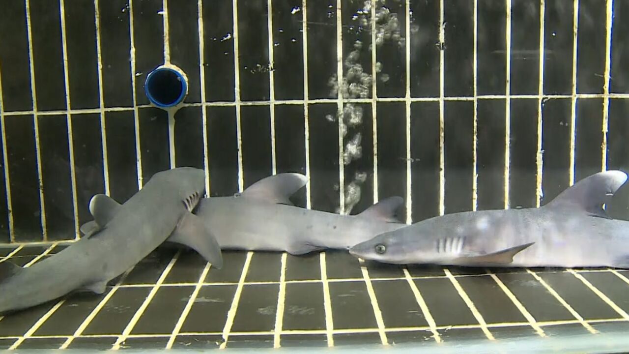 鲨鱼生崽!广州一餐厅观赏鲨鱼历时1小时,诞下"三胞胎"