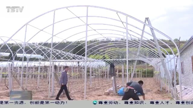 麦积区:新品种葡萄种植鼓起农民钱袋子