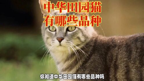 中华田园猫品种大揭秘