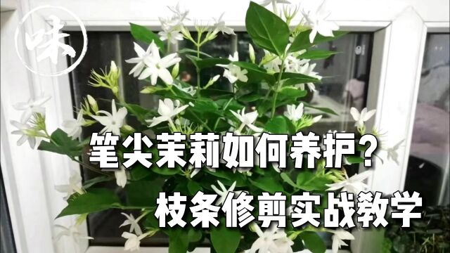 笔尖茉莉如何养护?枝条修剪实战教学