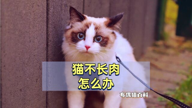 布偶猫不长肉,这4个办法,轻松解决