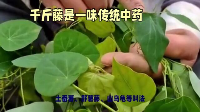 全网热议的千金藤植物