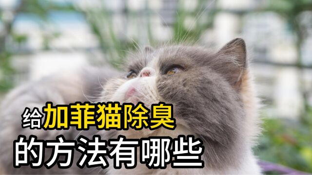 给加菲猫除臭的方法有哪些,这几种方法教你搞定!