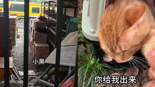 猫咖老板看中黑猫想收编,招聘当天竟变成小橘:它好像很需要工作