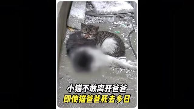 完整版:小猫蜷缩在夹缝中等死,饿了喝泥水充饥,隐藏在城市角落中的流浪猫现状#流浪猫 #动物救助