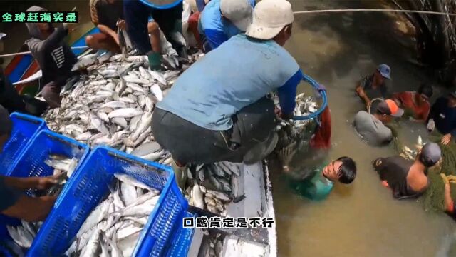 印尼暴雨过后赶海,遍地都是野生竹节虾,让大家见识一下