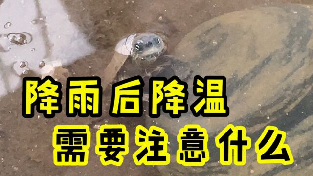 【Ygh】降雨后降温,乌龟苗子出现腐皮?需要注意什么