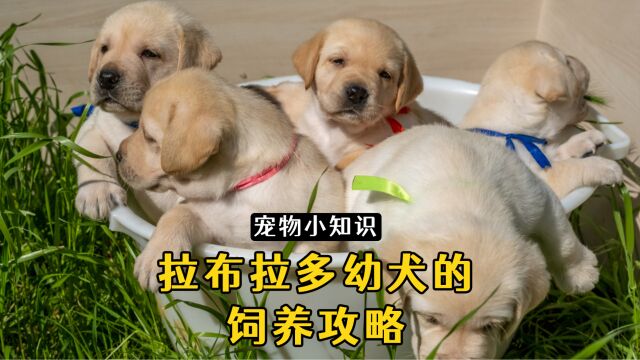 拉布拉多幼犬的饲养攻略,记得收藏!