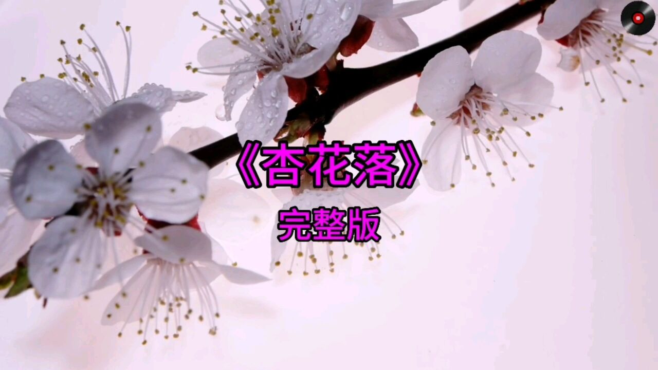 音乐欣赏《杏花落》