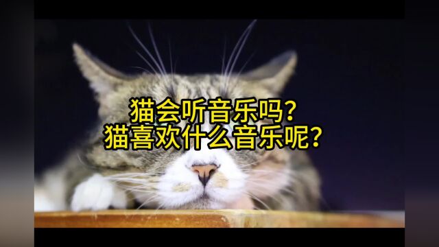 猫会听音乐吗?猫喜欢什么音乐呢?