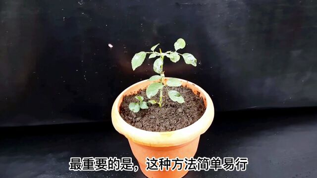 迷上玫瑰,疯狂香蕉!掌握这个秘密,建造属于你的玫瑰花园天堂!