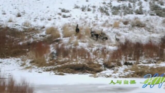 外来者入侵领地,狼群誓死保卫家园,展开激烈的厮杀