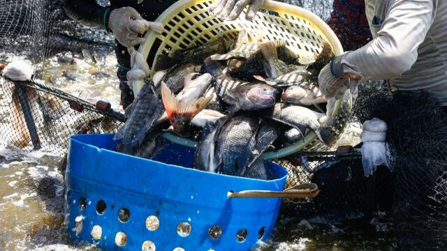 海洋环境告急,智能工厂化循环水养殖鱼类或成未来风口