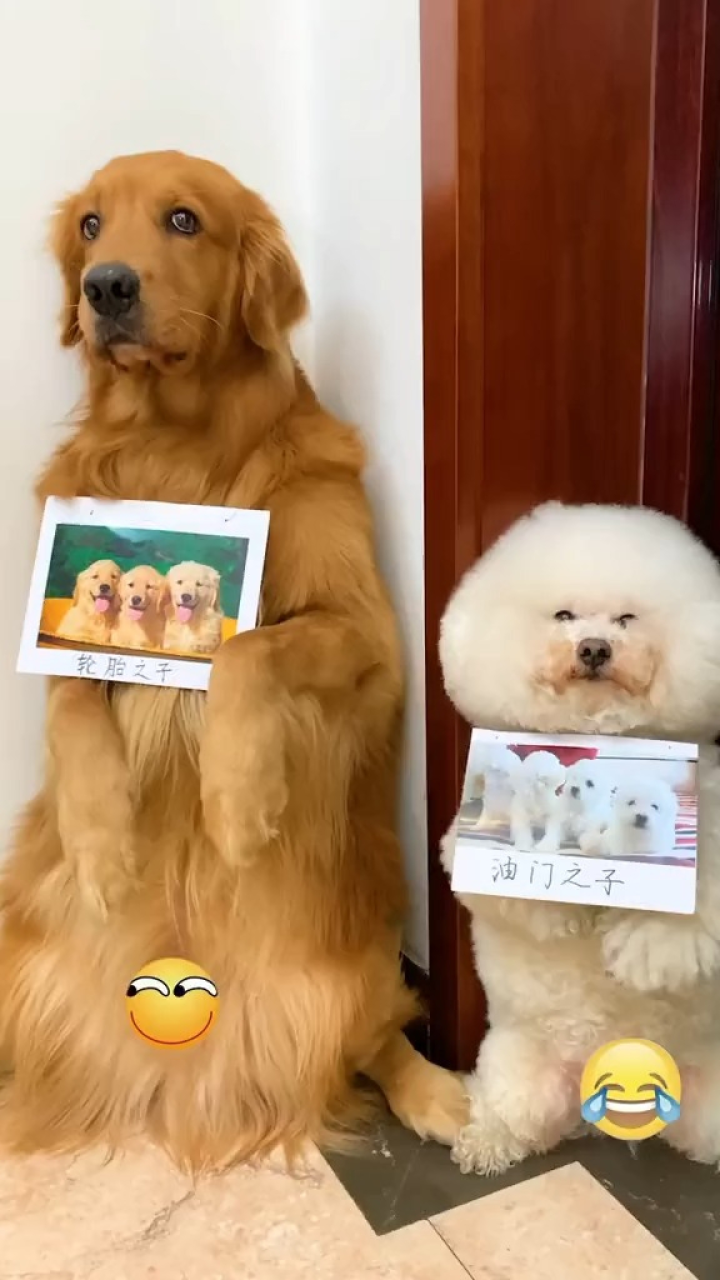 轮胎外面有娃了金毛.