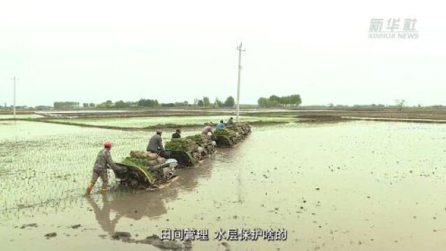 内蒙古莫旗:插秧正当时 稻田披新绿