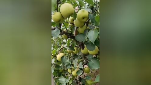 宿州梨园全程使用卡希诺水溶肥，梨子挂满树，产量高，个头均匀，最关键是甜！
