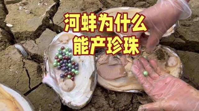 你知道河蚌为什么能产珍珠吗?#开蚌取珍珠 #珍珠 #珍珠养殖