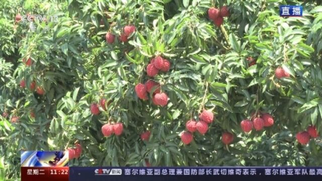 又到一年荔枝红 特色种植打造乡村旅游影响“荔”