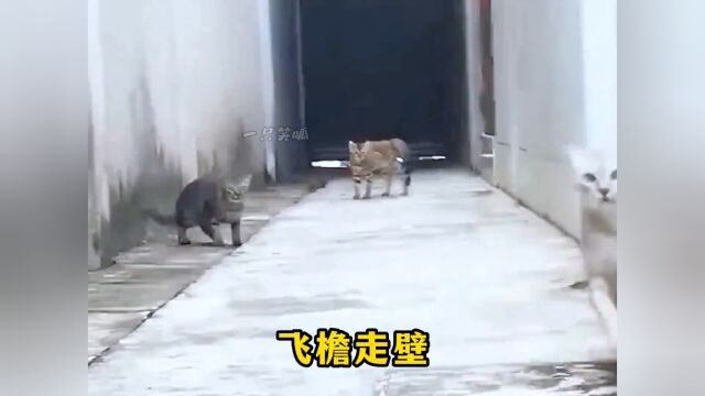 满级猫咪的高能瞬间#猫咪 #猫咪的迷惑行为 #功夫猫 #喵星人 #这猫咪成精了