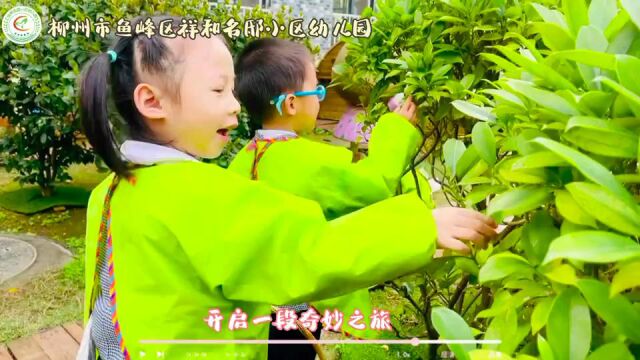 柳州市鱼峰区祥和名邸小区幼儿园 植物拓印视频