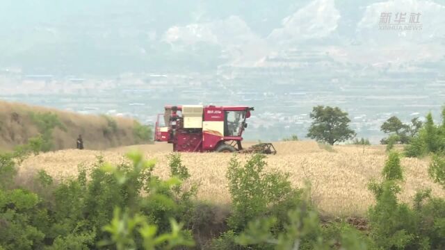 陕西渭南:“三夏”抢收保障粮食归仓